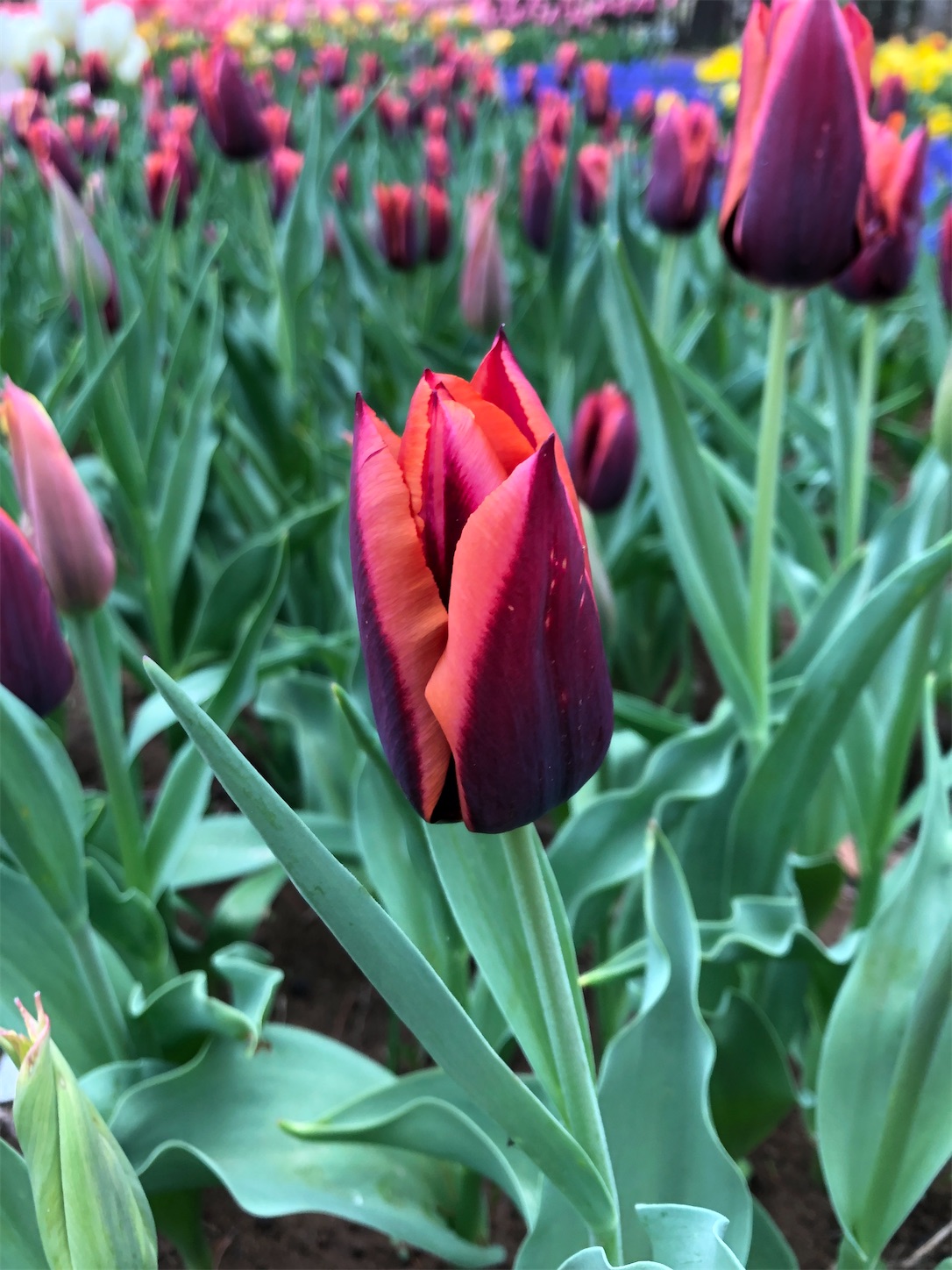 f:id:diving11874tan:20230408143728j:image