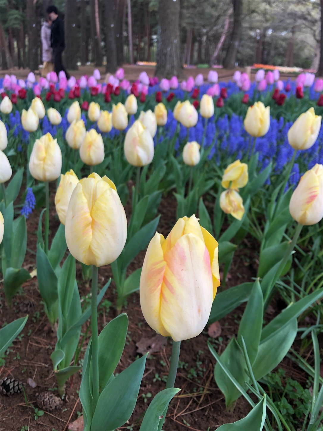 f:id:diving11874tan:20230408143732j:image