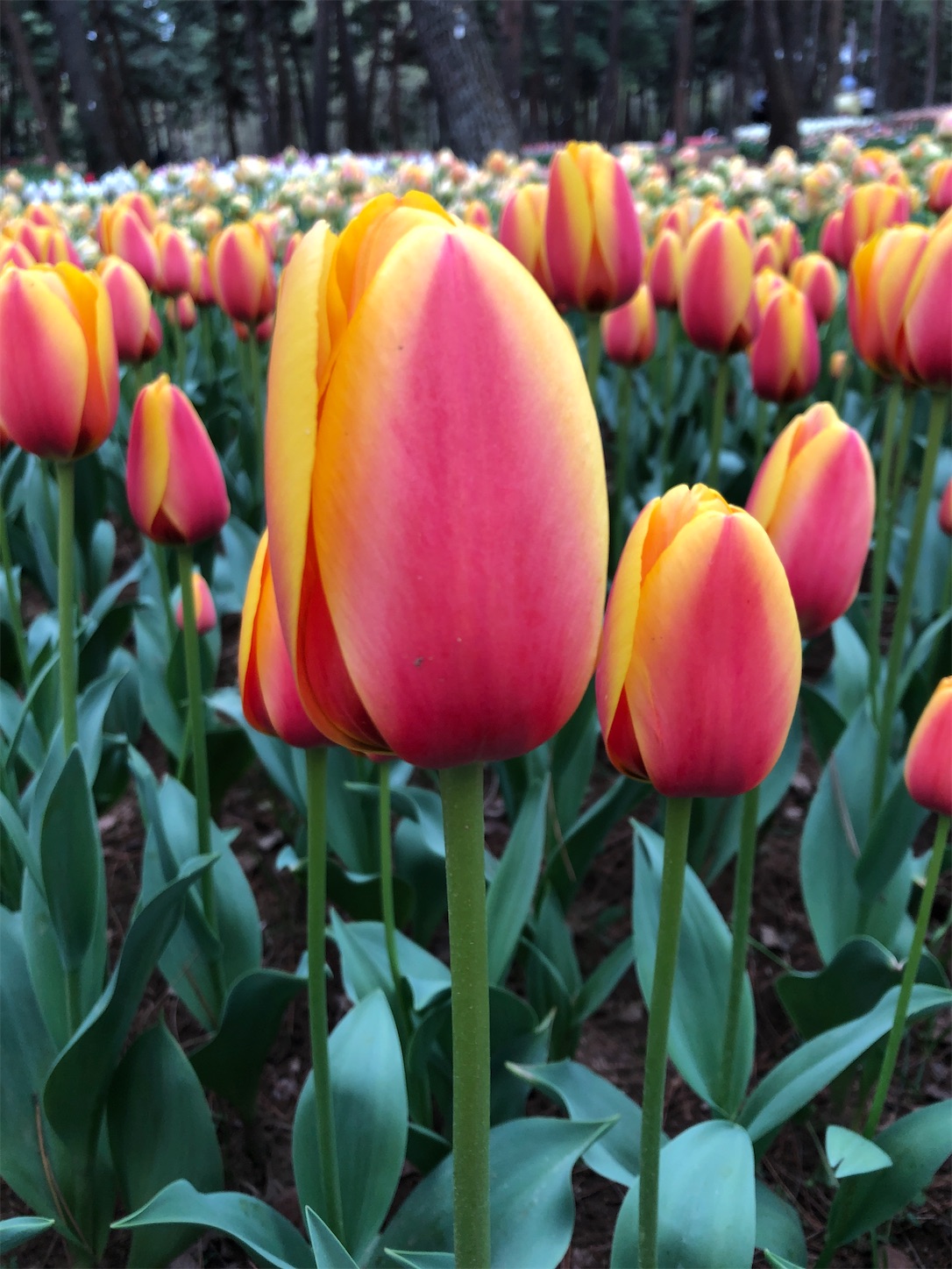 f:id:diving11874tan:20230408143736j:image