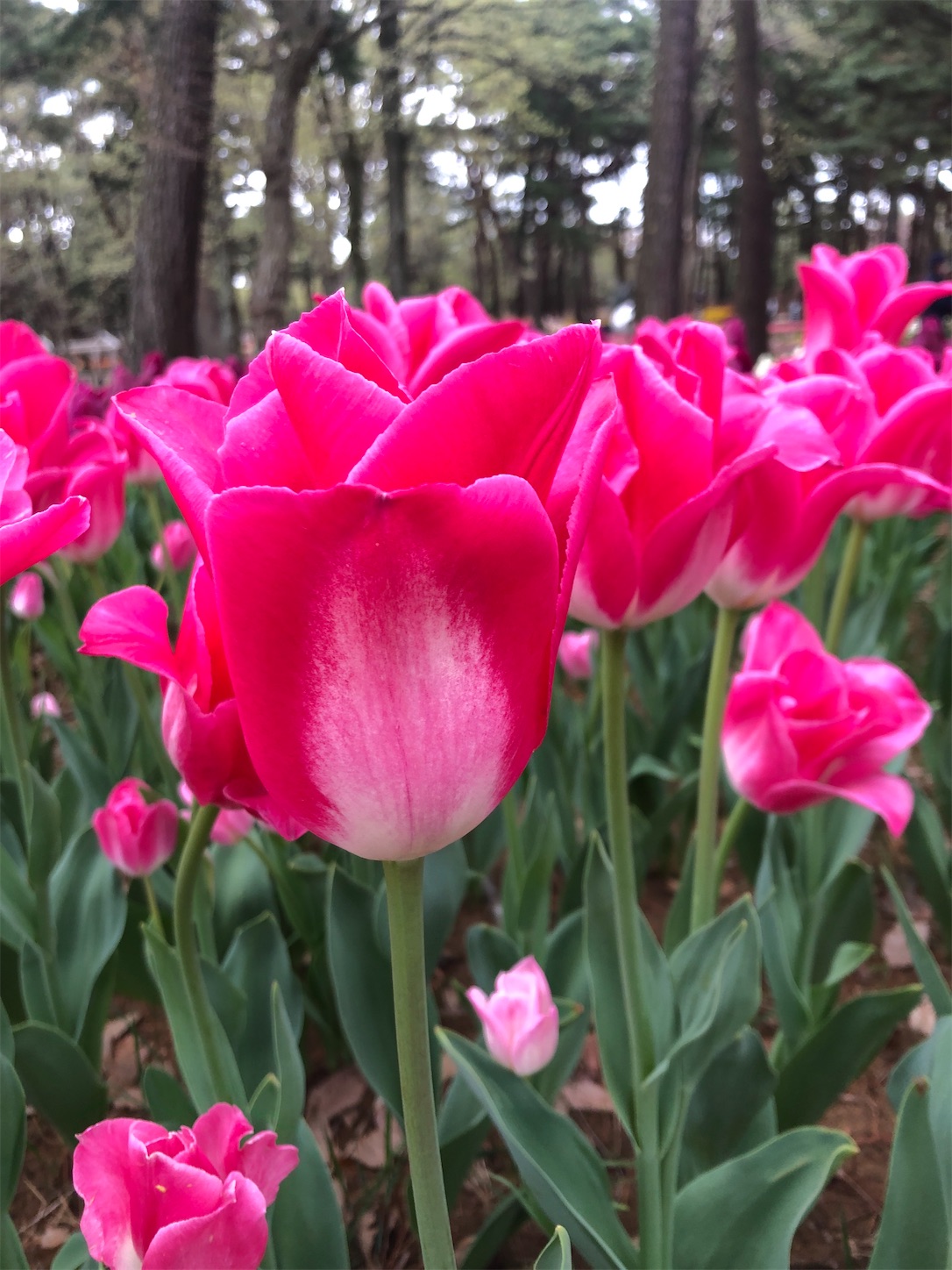 f:id:diving11874tan:20230408143744j:image