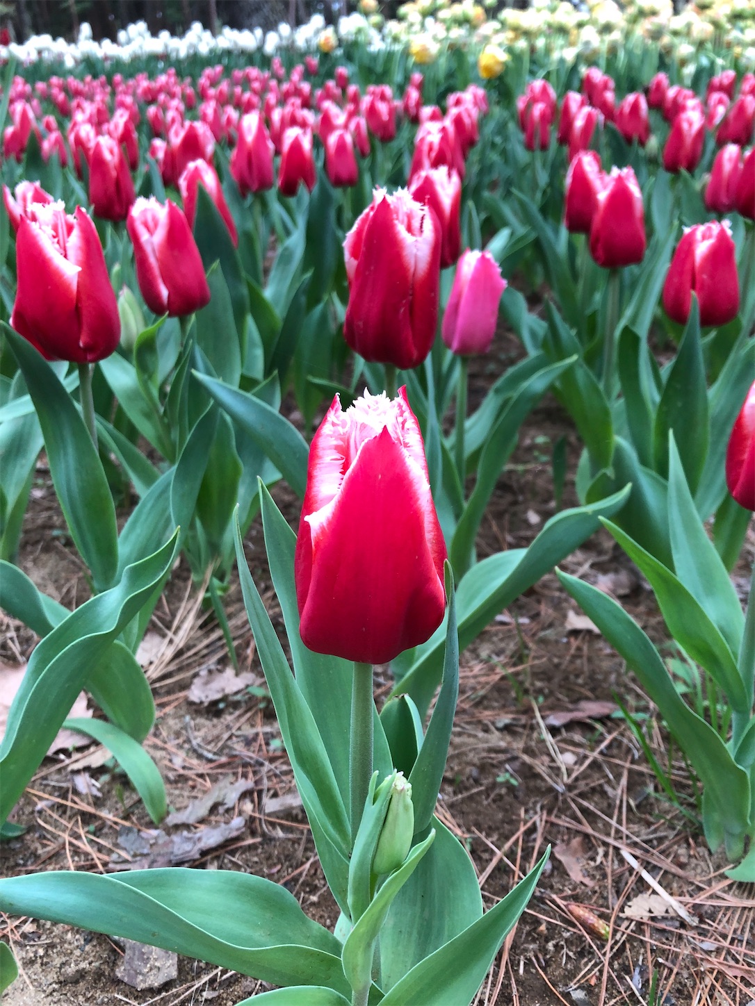 f:id:diving11874tan:20230408143748j:image