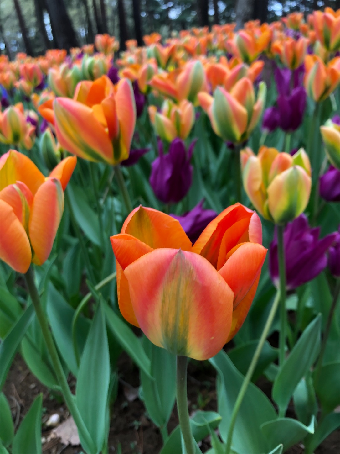 f:id:diving11874tan:20230408143752j:image