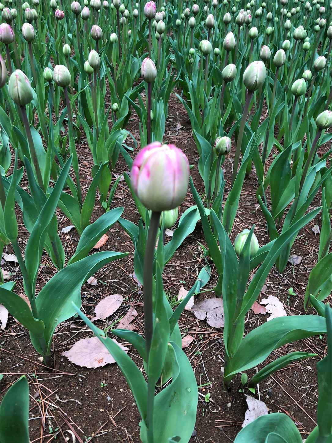 f:id:diving11874tan:20230408143800j:image