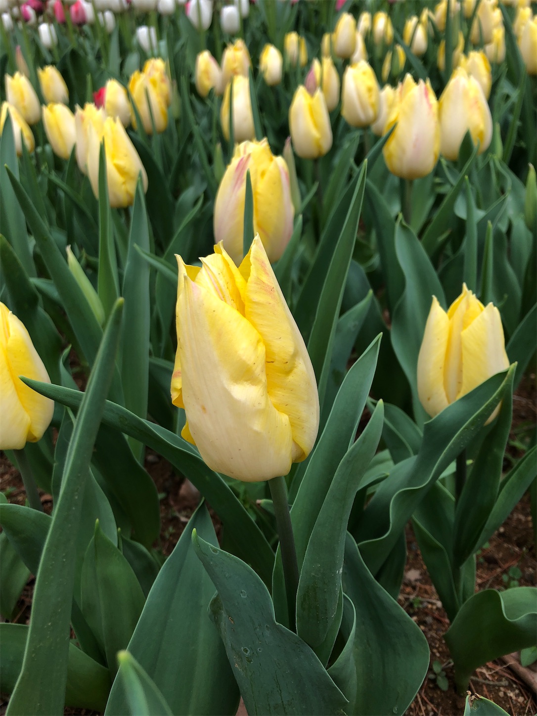 f:id:diving11874tan:20230408143805j:image