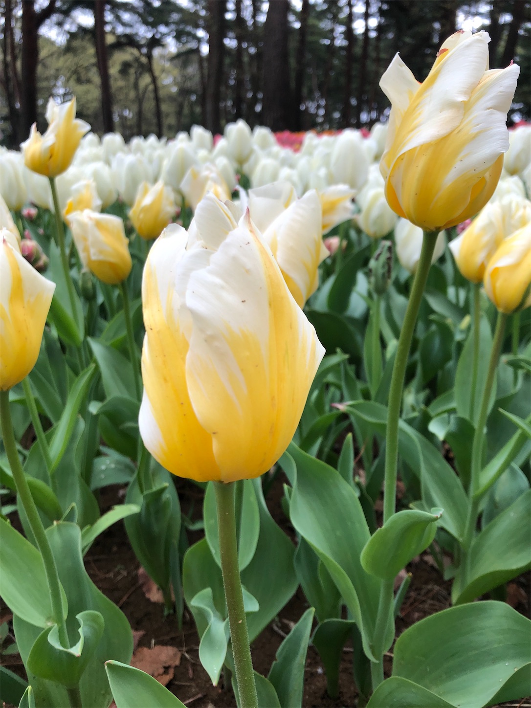 f:id:diving11874tan:20230408143820j:image