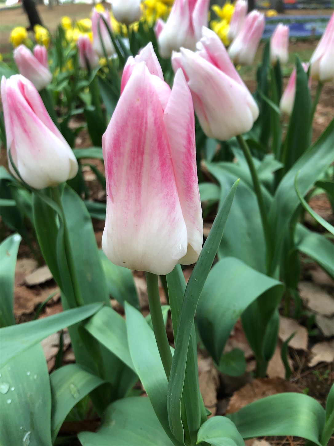 f:id:diving11874tan:20230408143823j:image