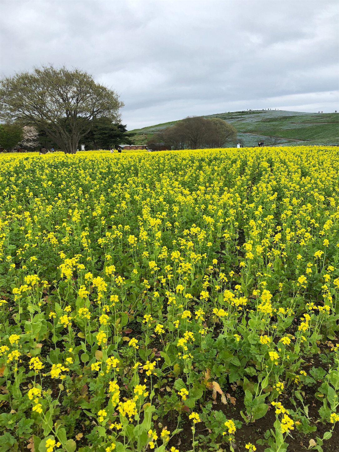 f:id:diving11874tan:20230408144823j:image