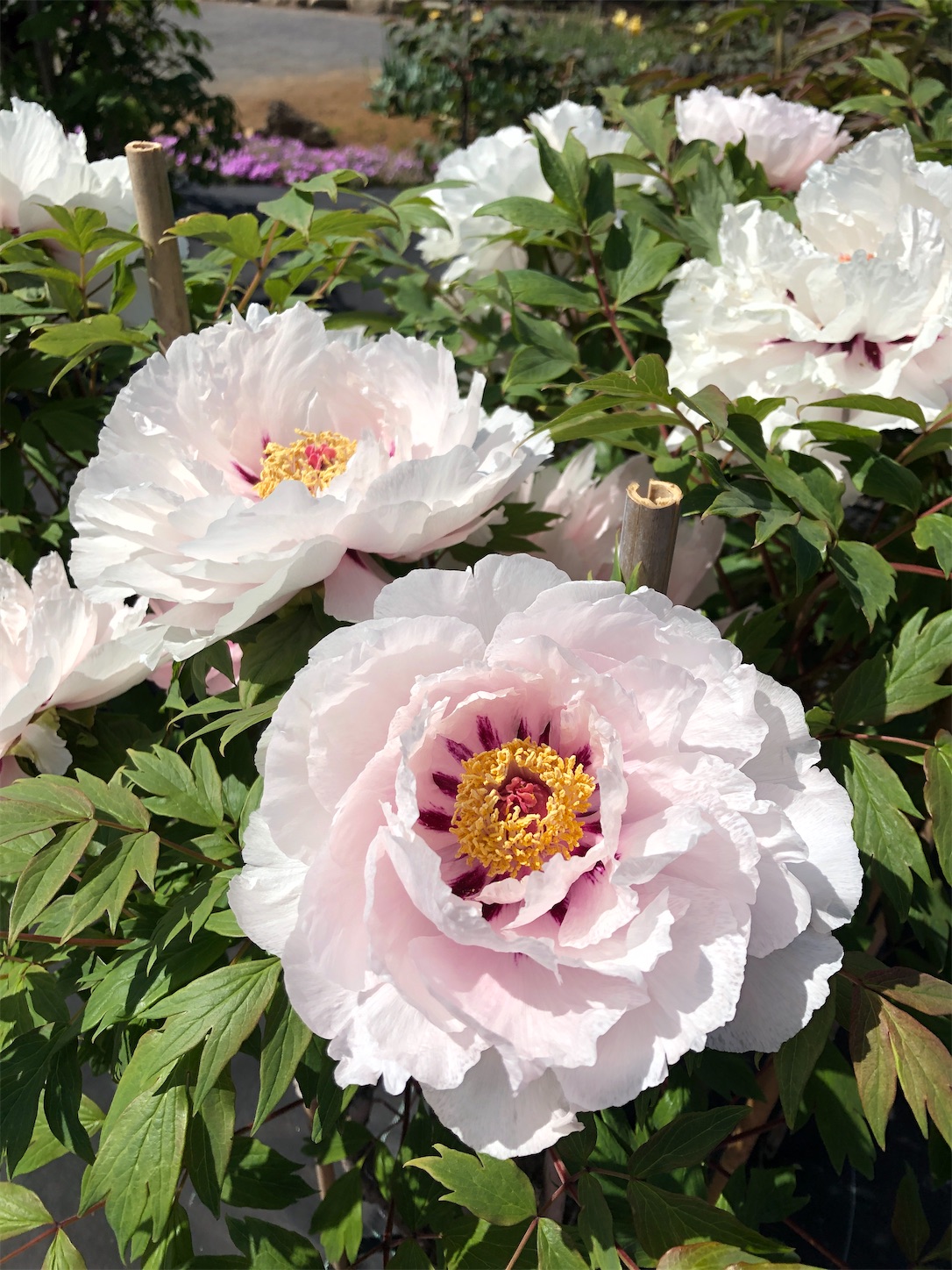 f:id:diving11874tan:20230423142352j:image