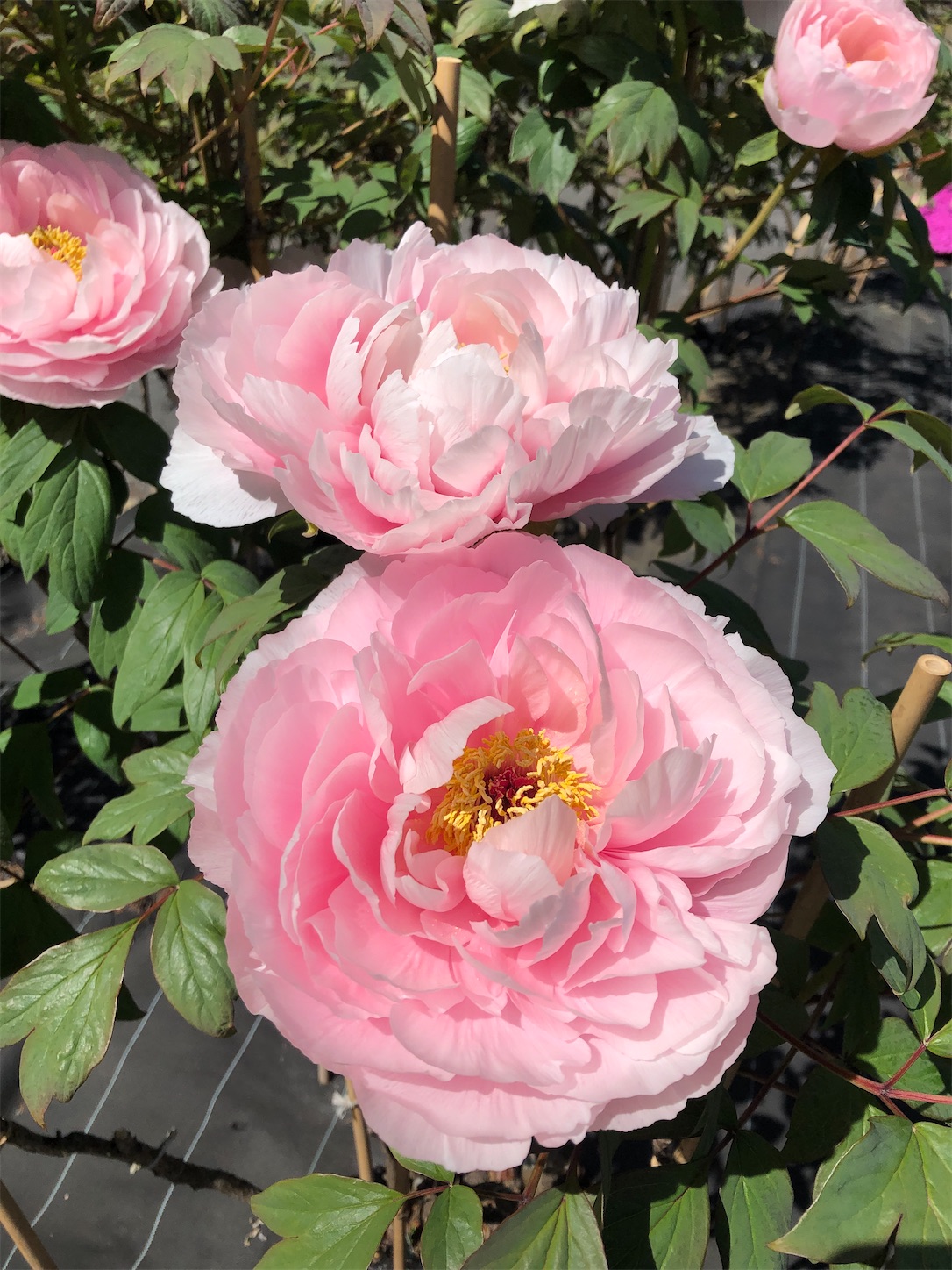 f:id:diving11874tan:20230423142616j:image