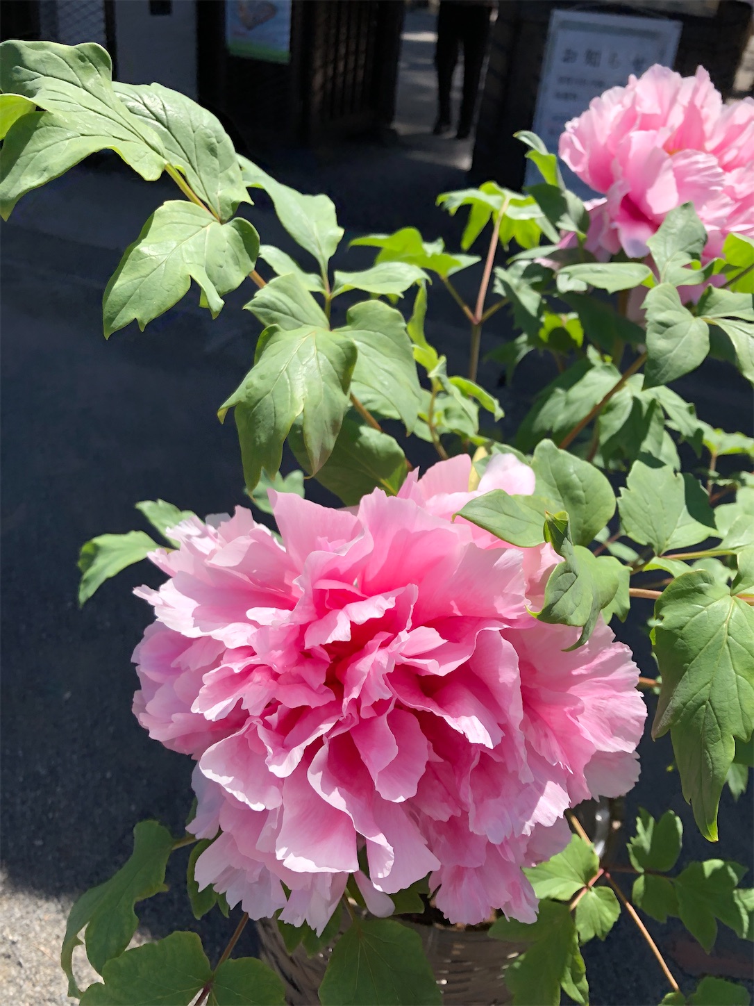 f:id:diving11874tan:20230423142734j:image