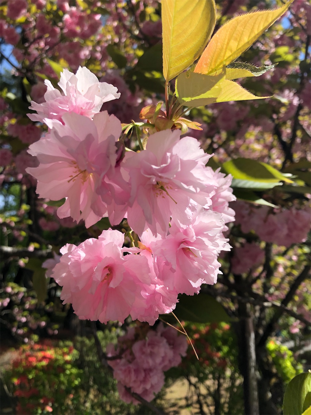 f:id:diving11874tan:20230423143203j:image