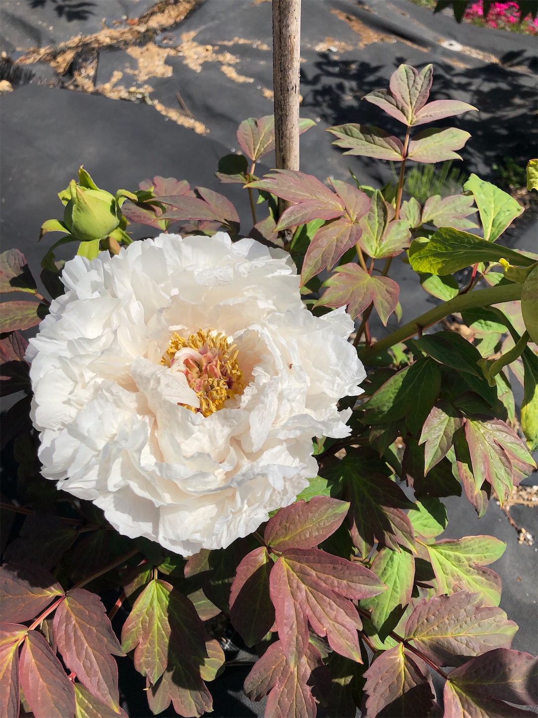 f:id:diving11874tan:20230423143210j:image