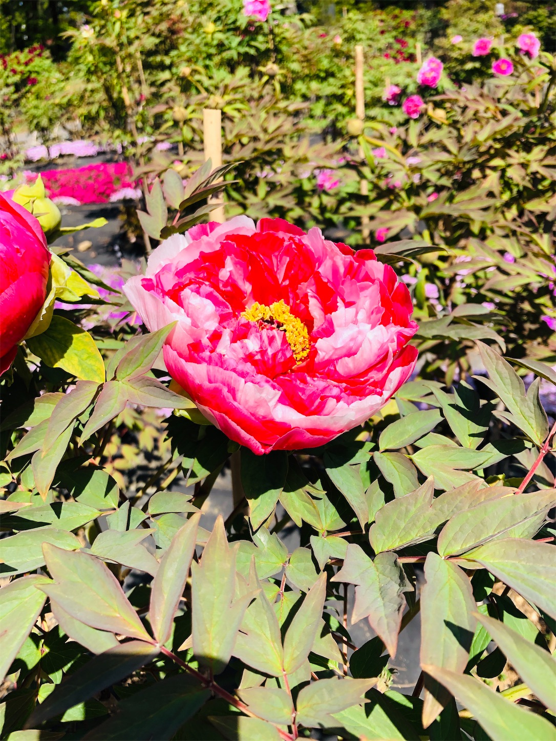 f:id:diving11874tan:20230423143214j:image