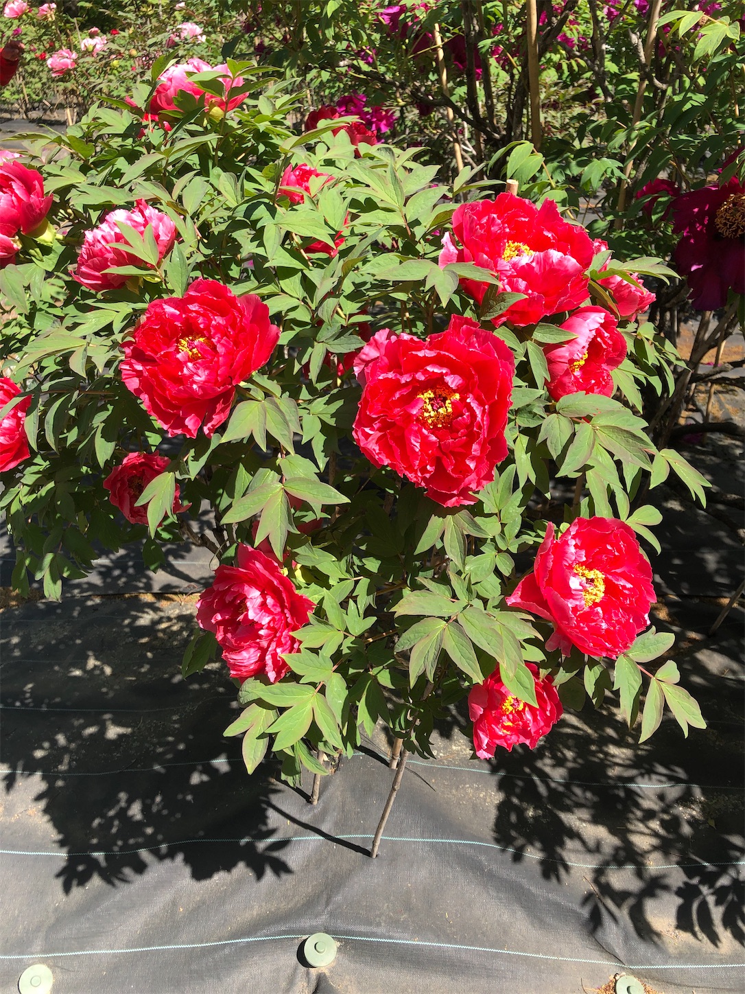 f:id:diving11874tan:20230423143221j:image