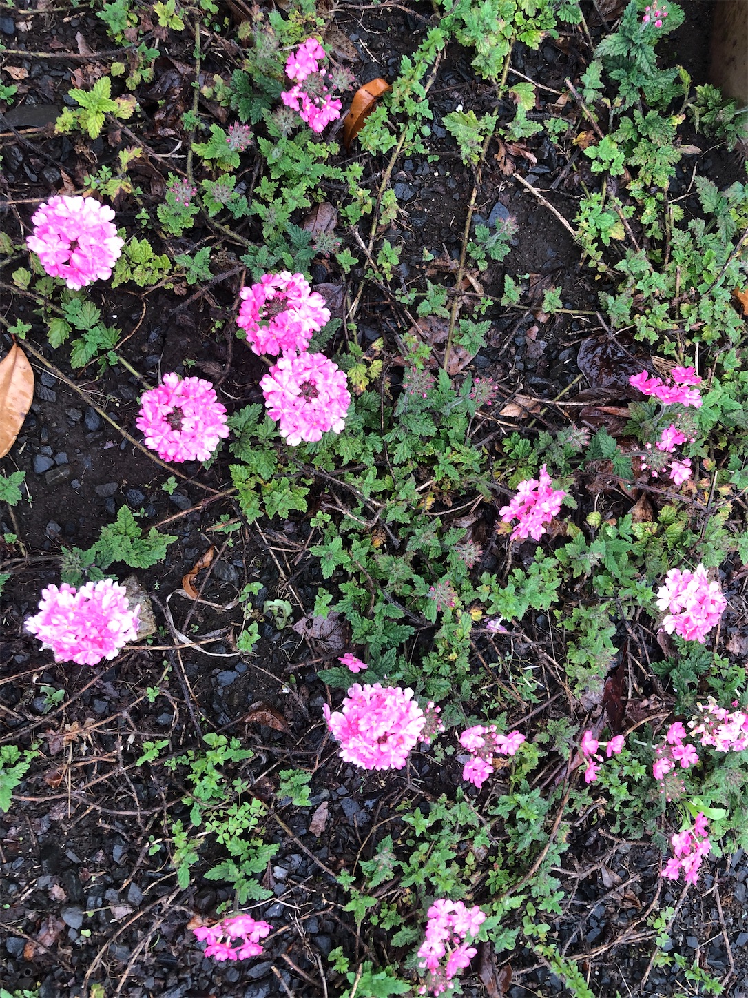 f:id:diving11874tan:20230430155043j:image