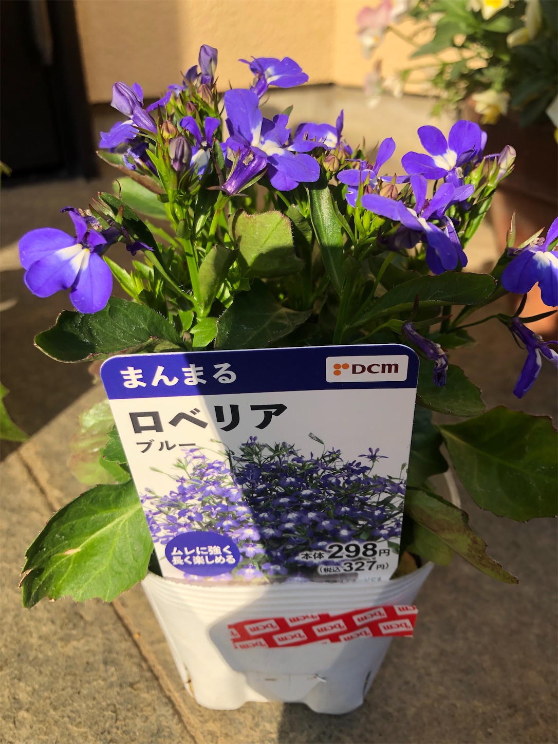 f:id:diving11874tan:20230430155401j:image