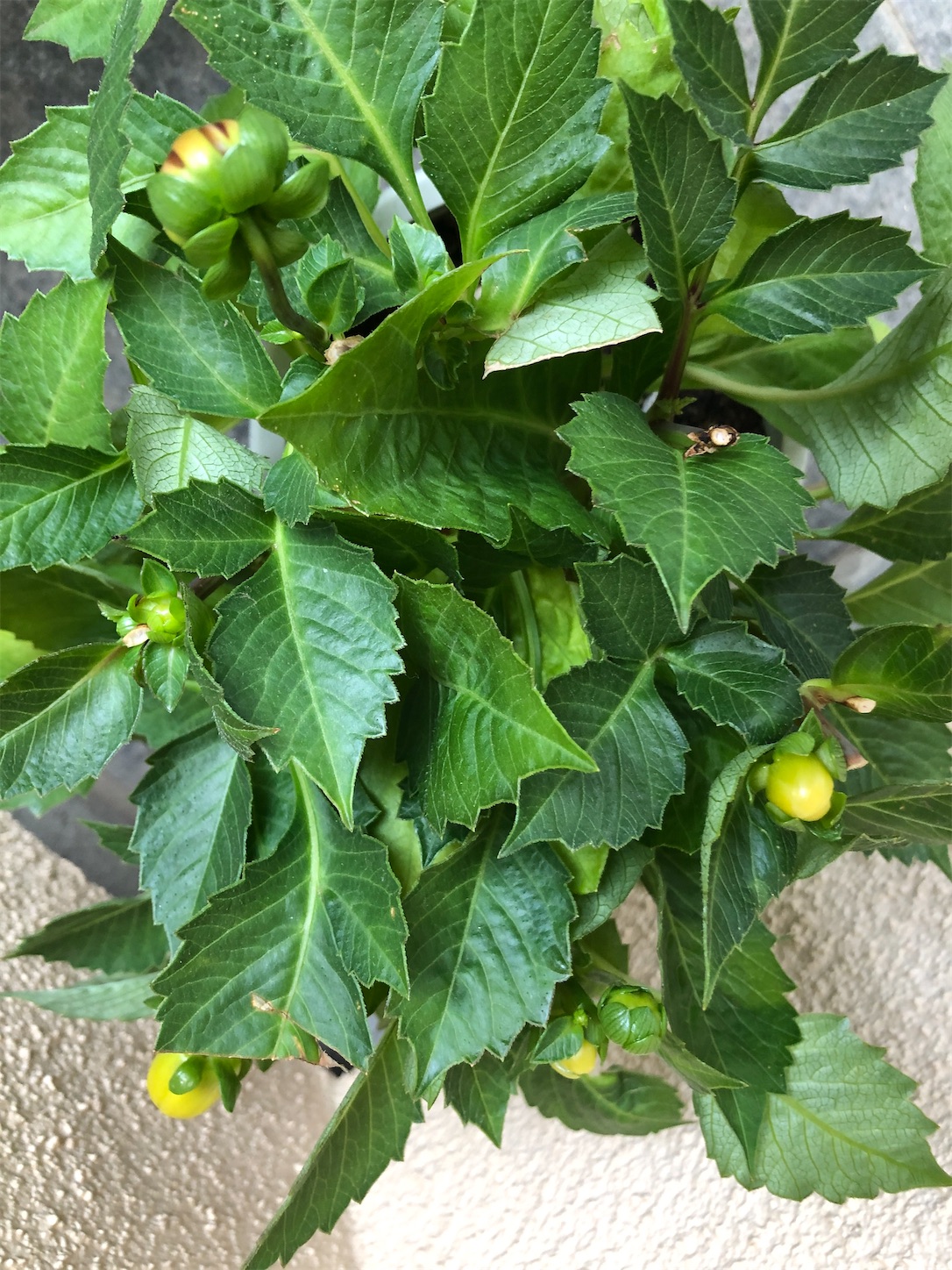 f:id:diving11874tan:20230430155606j:image