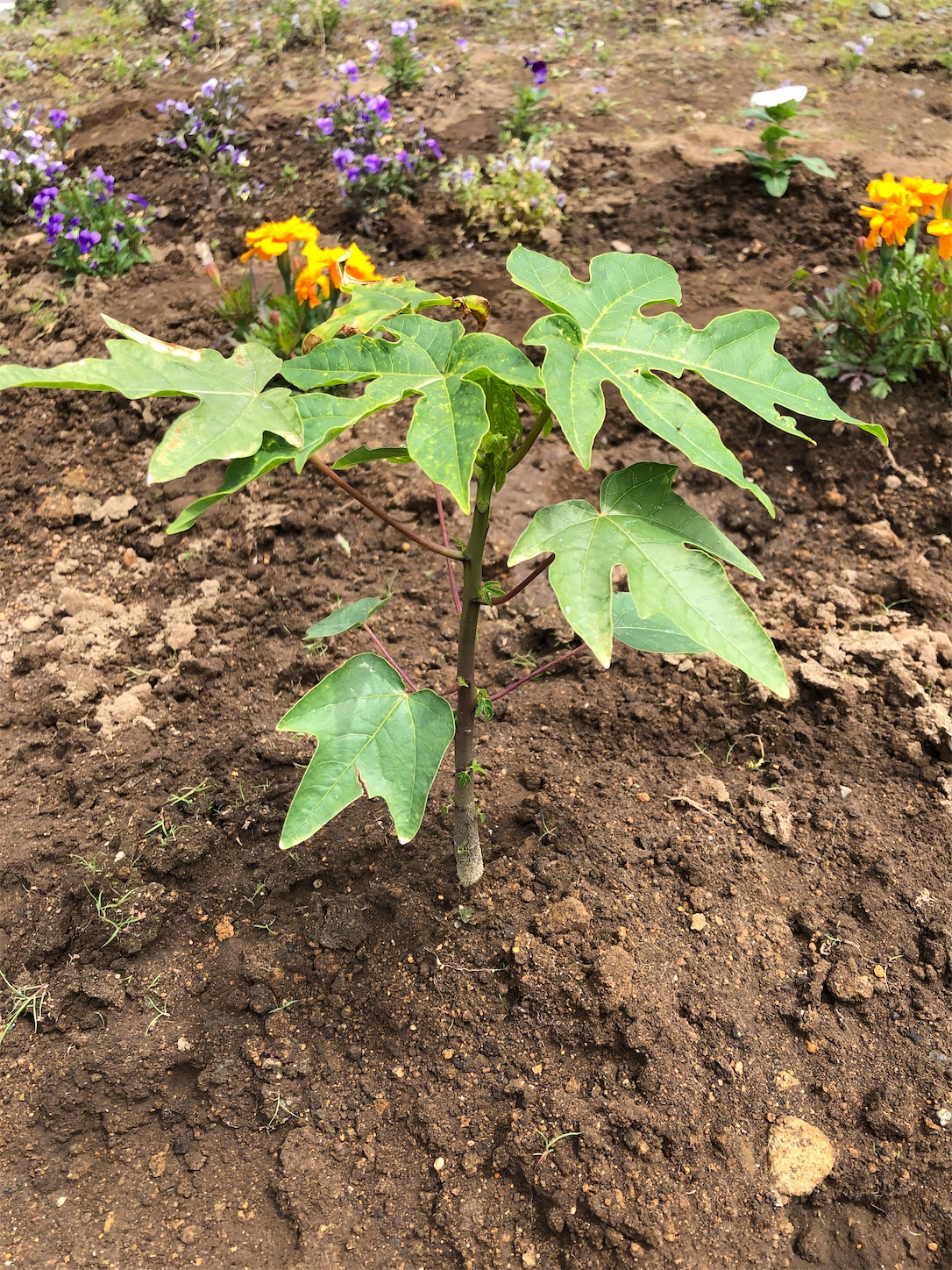 f:id:diving11874tan:20230530041447j:image