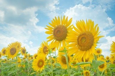 f:id:dizionario:20180701213149j:plain