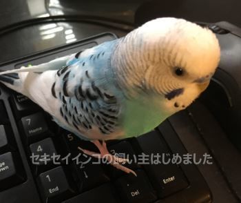 f:id:dizionario:20190227202859j:plain