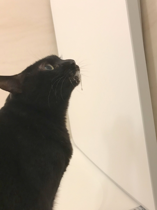 アトピカ内用液を飲んだ黒猫