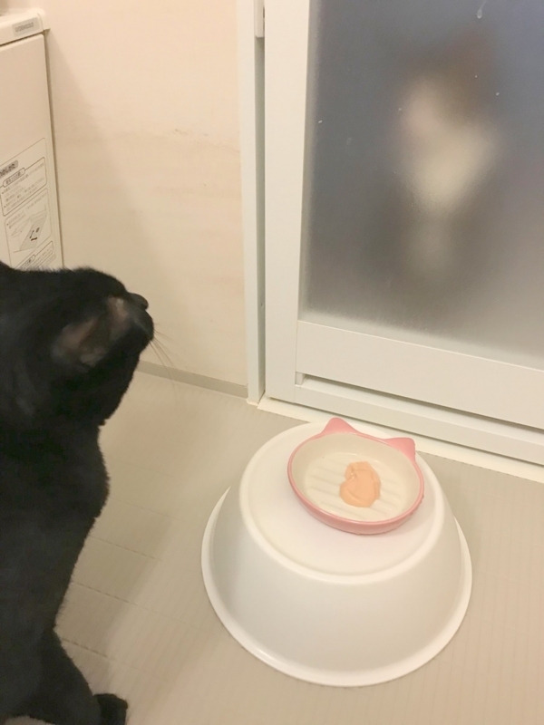 猫の舐めすぎハゲ対策その5 アトピカ内用液を10日間使った感想 Djモペのねこまんま