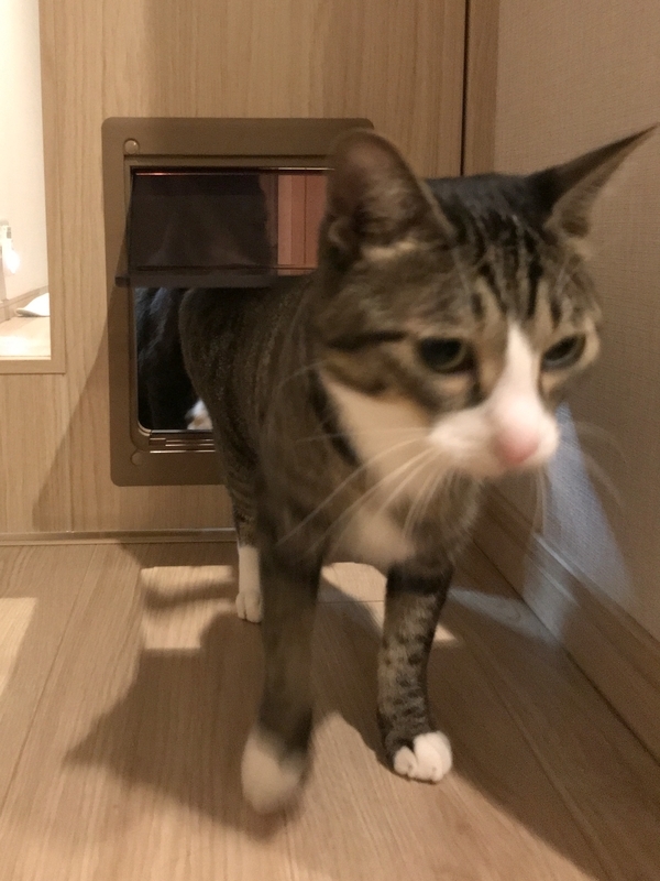 マンションの猫用ペットドア