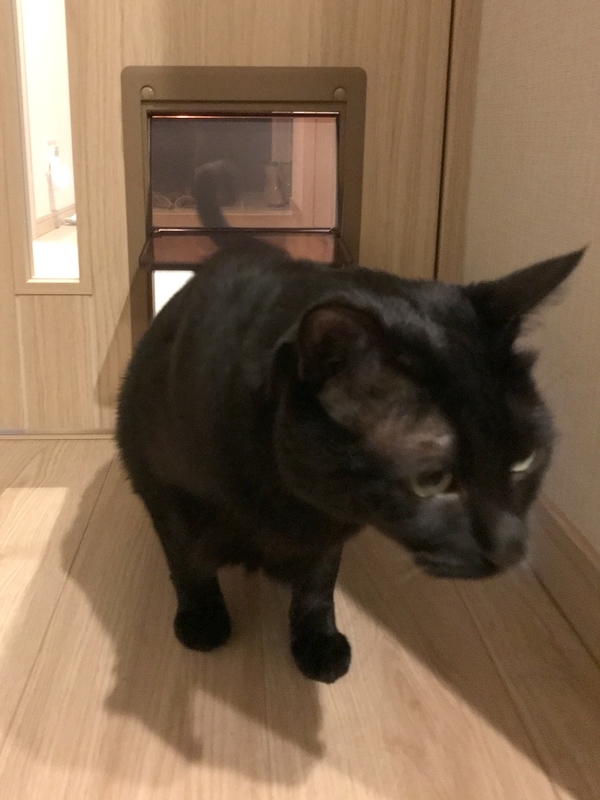 マンションの猫用ペットドア