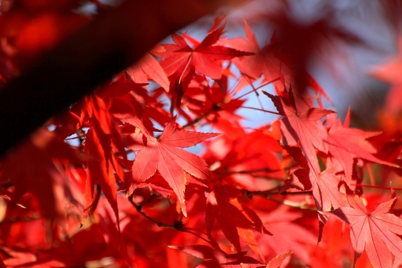 勝尾寺の紅葉