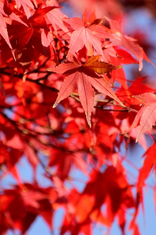 勝尾寺の紅葉