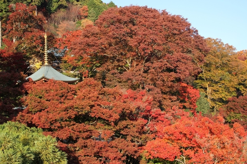 勝尾寺の紅葉