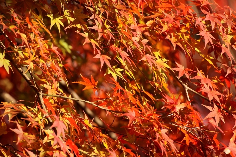 勝尾寺の紅葉