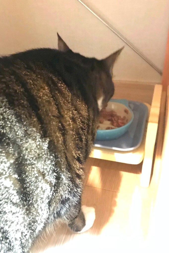 一汁一菜猫バージョン