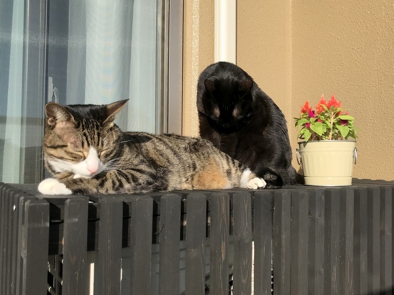 猫にも安全な花『ケイトウ（鶏頭）』