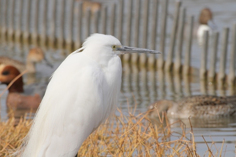 大阪市内で見た種類以上の水鳥 野鳥の一覧 Djモペのねこまんま