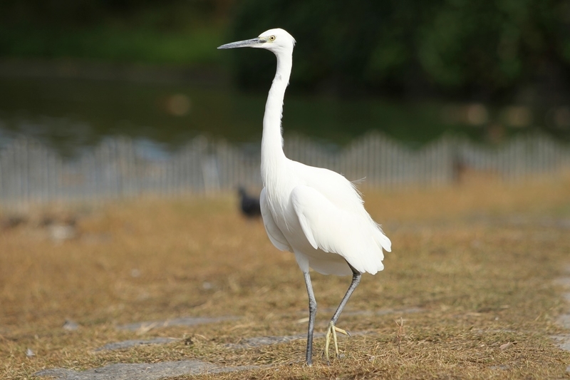 大阪市内で見た種類以上の水鳥 野鳥の一覧 Djモペのねこまんま