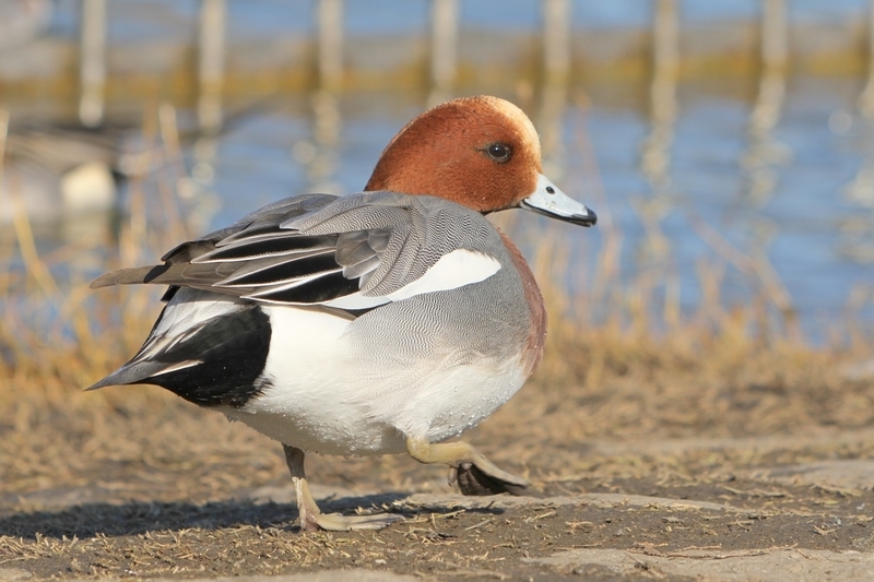 大阪市内で見た種類以上の水鳥 野鳥の一覧 Djモペのねこまんま