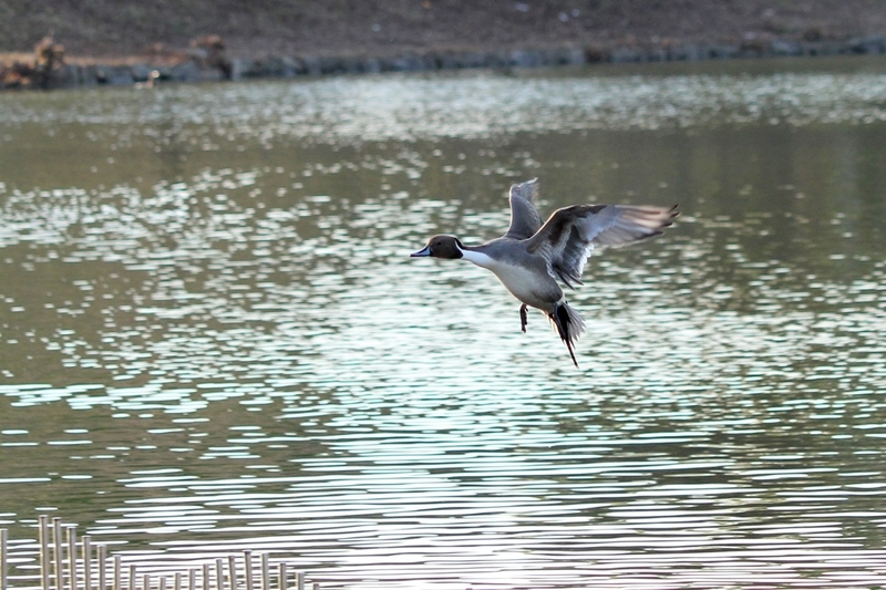 大阪市内で見た種類以上の水鳥 野鳥の一覧 Djモペのねこまんま