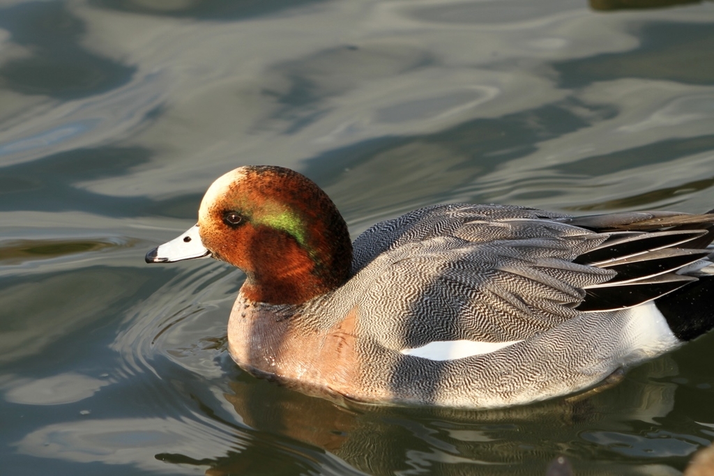 大阪市内で見た種類以上の水鳥 野鳥の一覧 Djモペのねこまんま