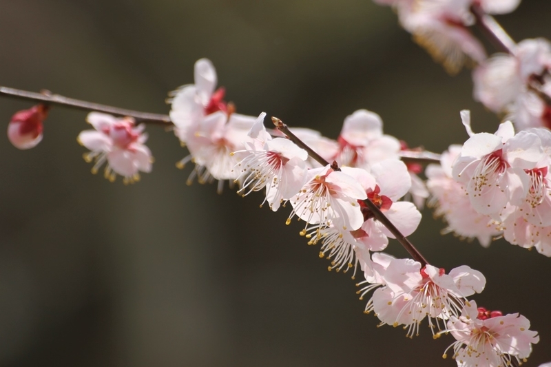 万博記念公園『梅まつり』