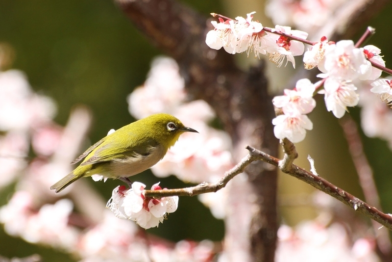 万博記念公園『梅まつり』