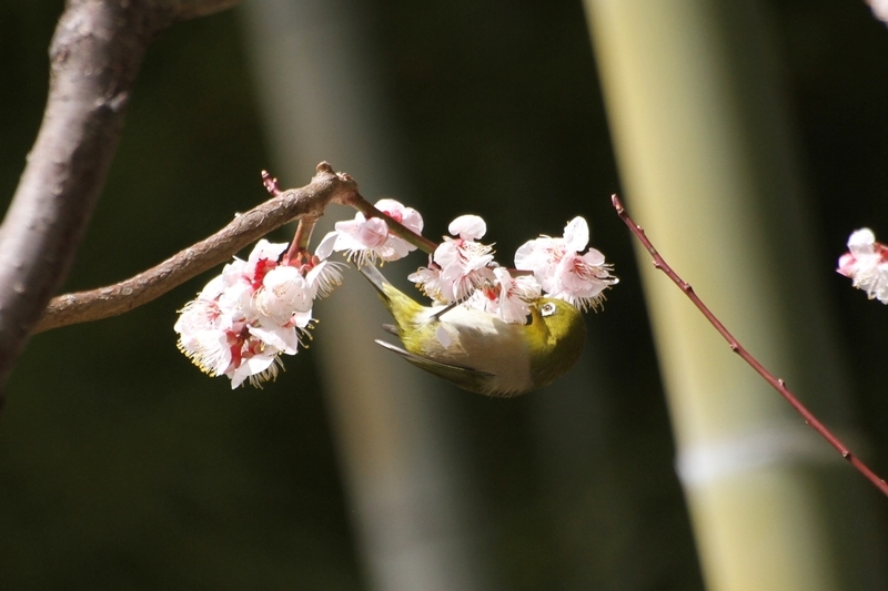 万博記念公園『梅まつり』