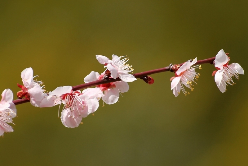 万博記念公園『梅まつり』