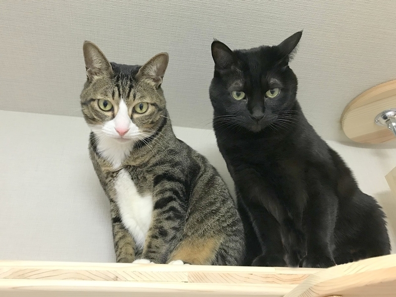 天然杉の木製キャットタワー『杉にゃんキャットタワー』