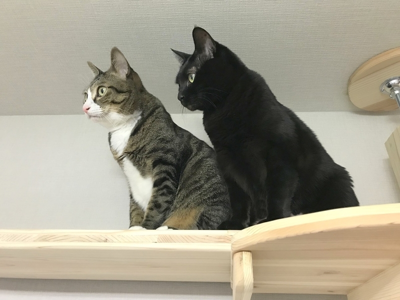 木製キャットタワー『杉にゃん』で壁一面キャットタワーを実現