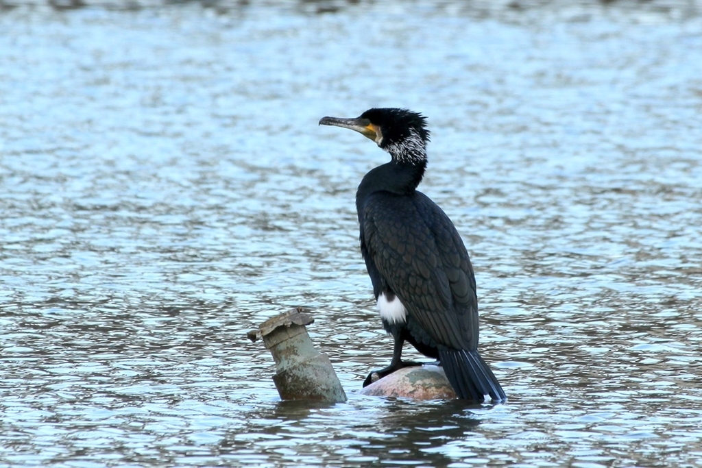 大阪市内で見た種類以上の水鳥 野鳥の一覧 Djモペのねこまんま