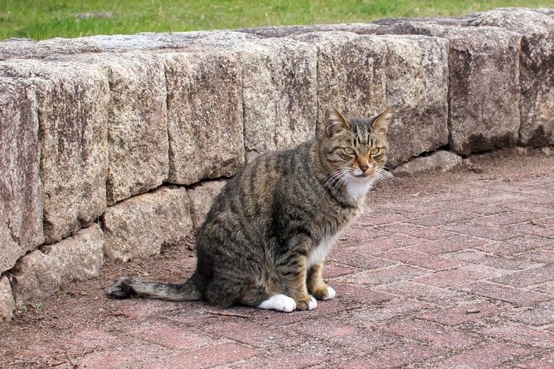 冬の野良猫（地域猫）