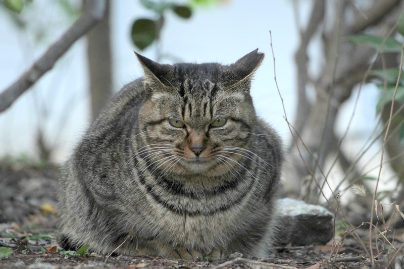 冬の野良猫（地域猫）