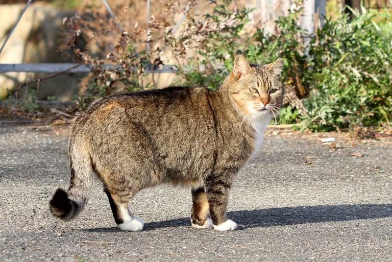 冬の野良猫（地域猫）