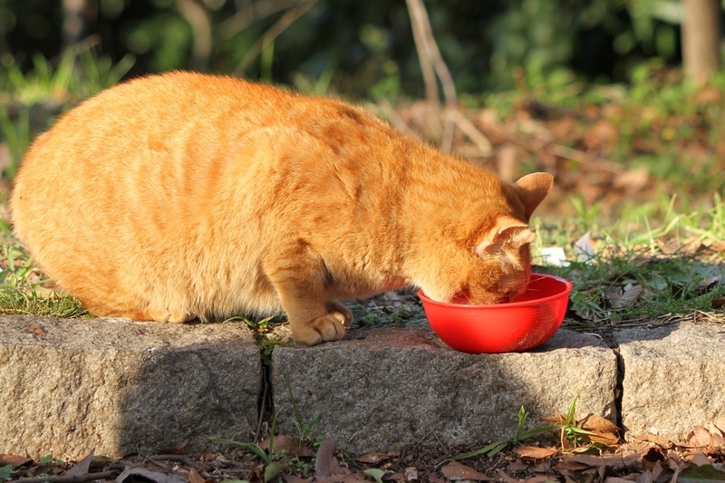 冬の野良猫（地域猫）